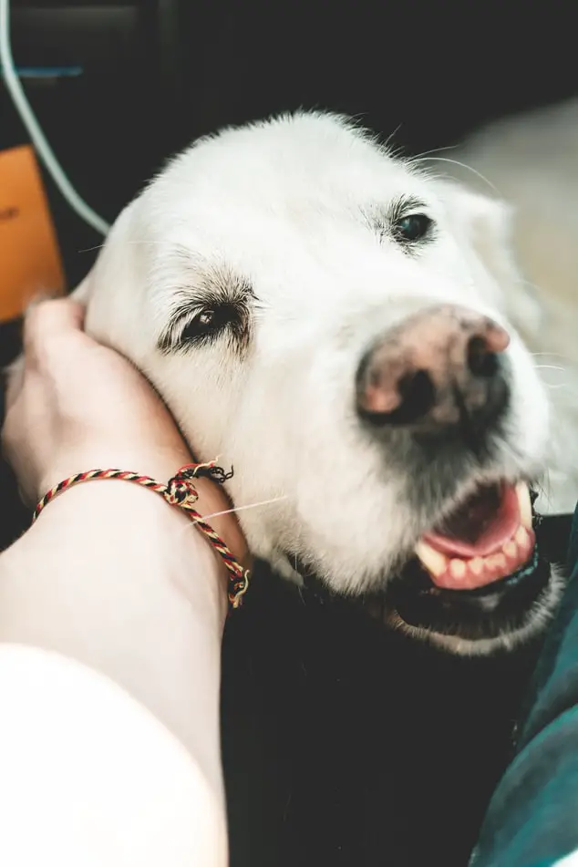 How To Take Care Of A Senior Dog Golden Retriever