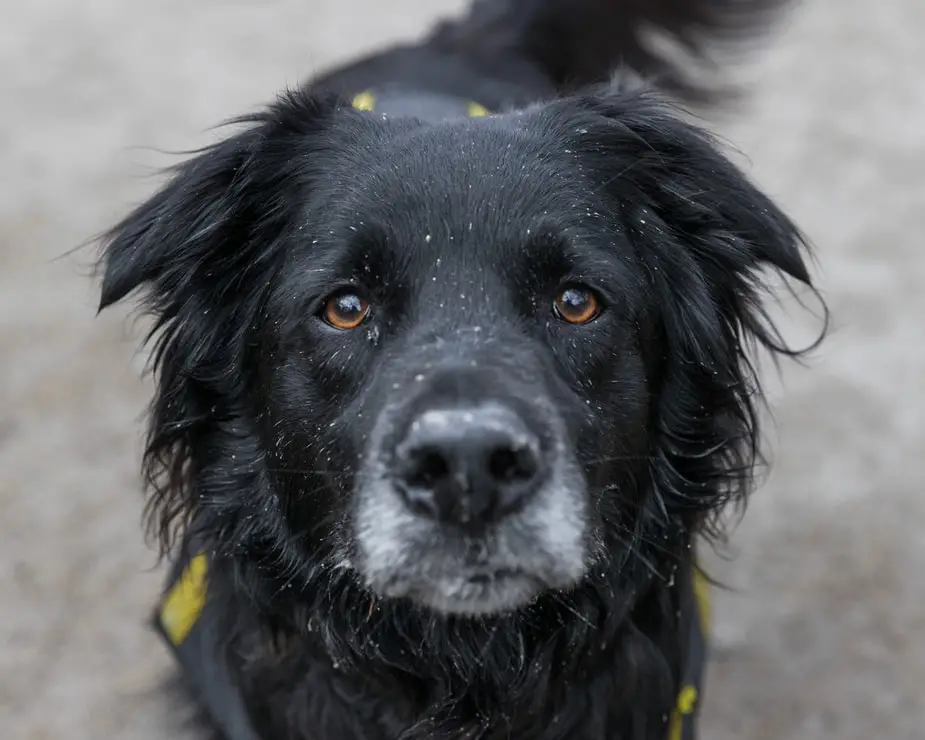 Black dog in yellow harness