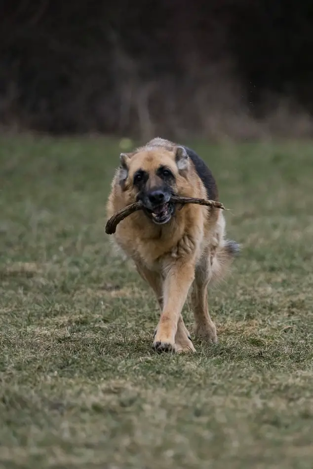 German Shepard running with stick in mouth