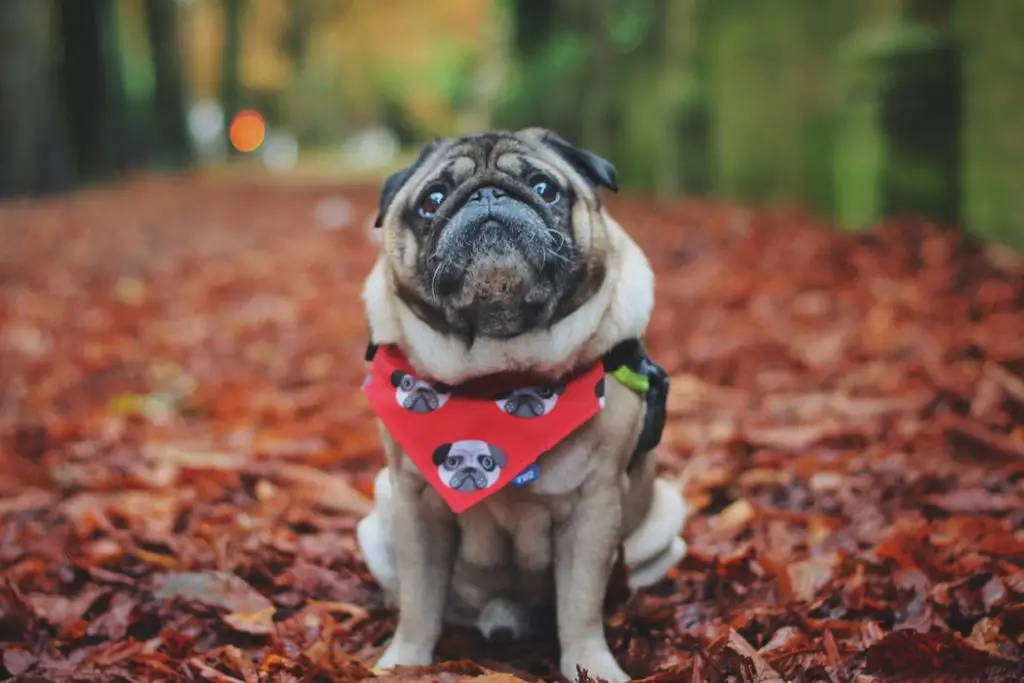 How To Take Care Of A Senior Dog Pug in red bandana sitting in woods