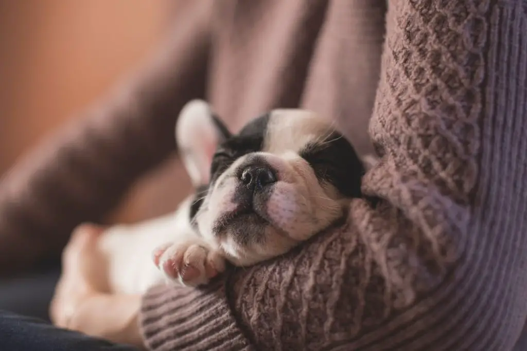 How To Take Care Of A Puppy little puppy sleeping in persons arms