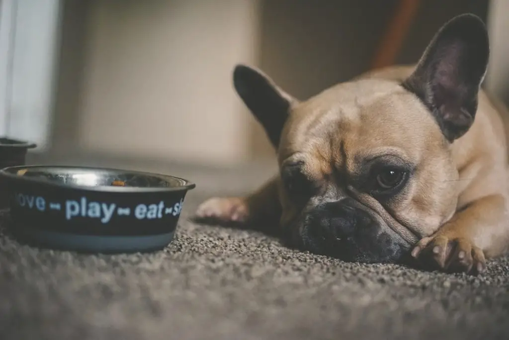 How to Get a Picky Dog to Eat French bulldog pouting next full food bowl