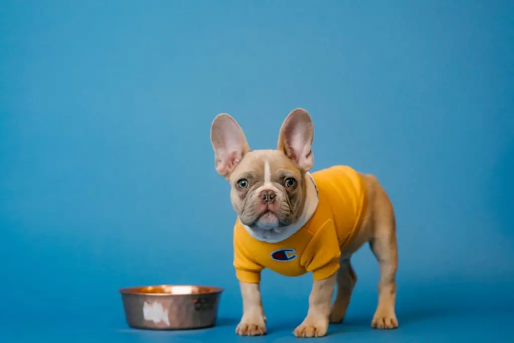 How to Get a Picky Dog to Eat Blonde French bulldog in yellow sweater standing next of food bowl