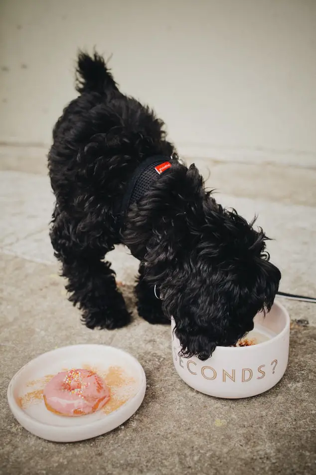How to Get a Picky Dog to Eat black cockapoo eating food out of bowl next to plate with a donut