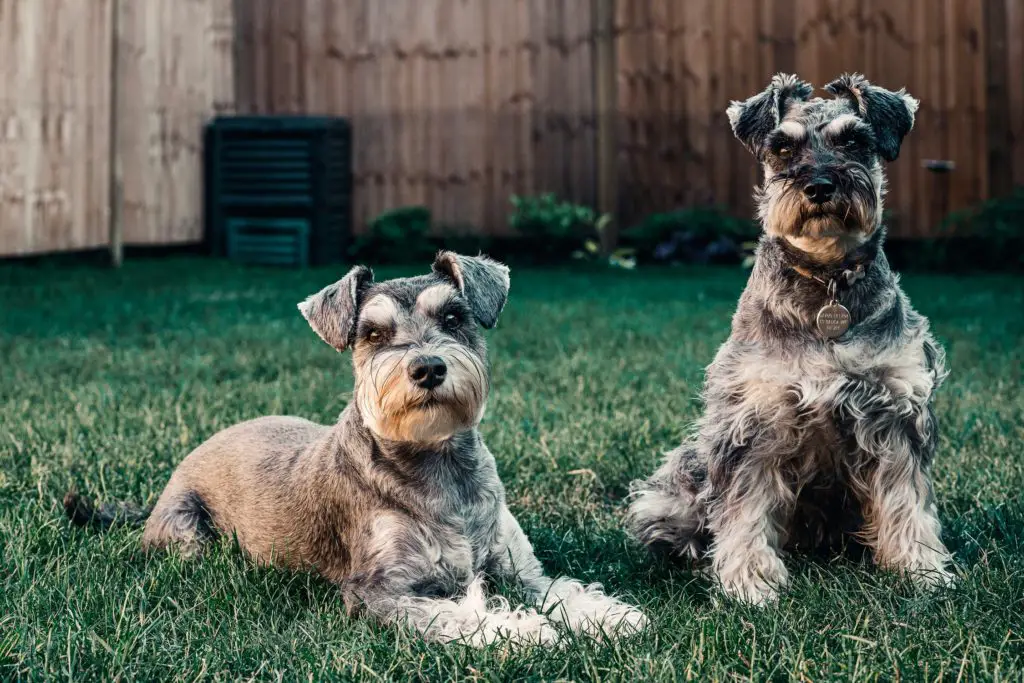 How to Potty Train an Older Dog in an Apartment two dogs sitting on grass