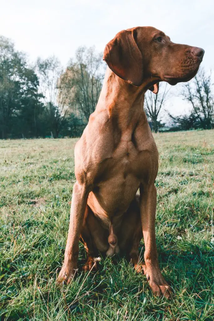 How to Potty Train an Older Dog in an Apartment Red dog squatting on grass