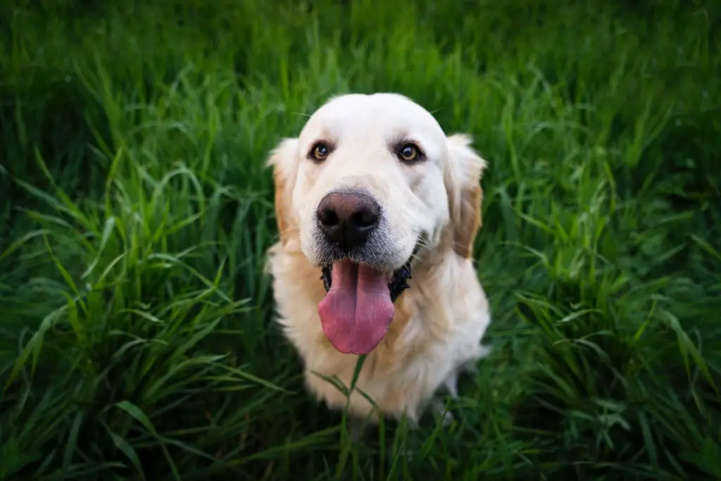 Golden Retriever squatting in grass