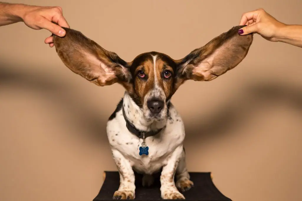 How to Treat a Dog Ear Infection at Home without A Vet people holding bassett hounds ears