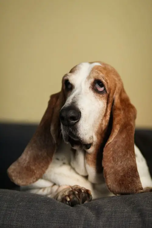 How to Treat a Dog Ear Infection at Home without A Vet Bassett Hound looking sad