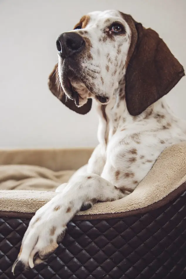 How to Treat a Dog Ear Infection at Home without A Vet Brown and White long eared dog in dog bed