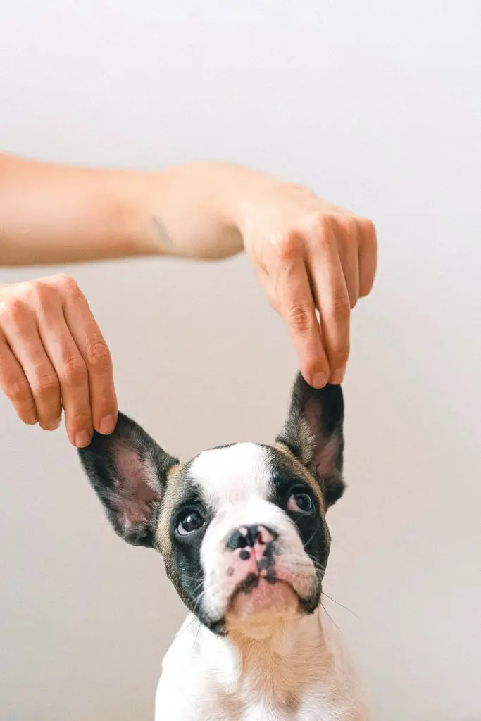 How to Treat a Dog Ear Infection at Home without A Vet person holding French Bulldog's ears
