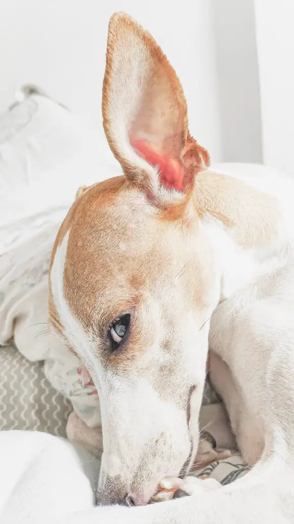 How to Treat a Dog Ear Infection at Home without A Vet Blonde and white dog with big ears falling asleep