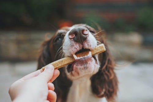 Best Foods for Hiding Dog Pills In dog taking treat from owner