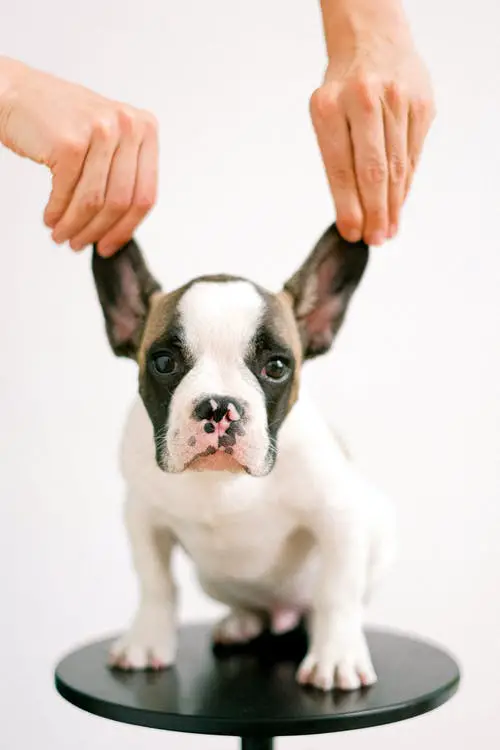 How to Keep Your House from Smelling like Dog person holding the ears of French Bulldog