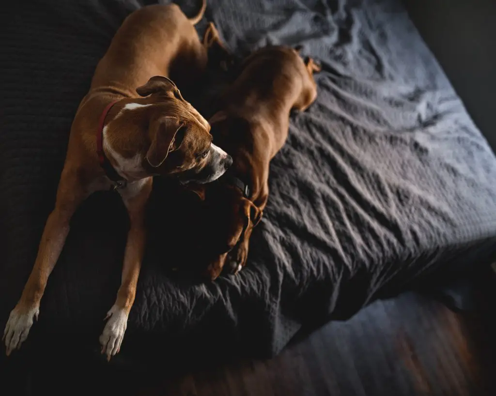How to Keep Your House from Smelling like Dog Two dogs lying on bed