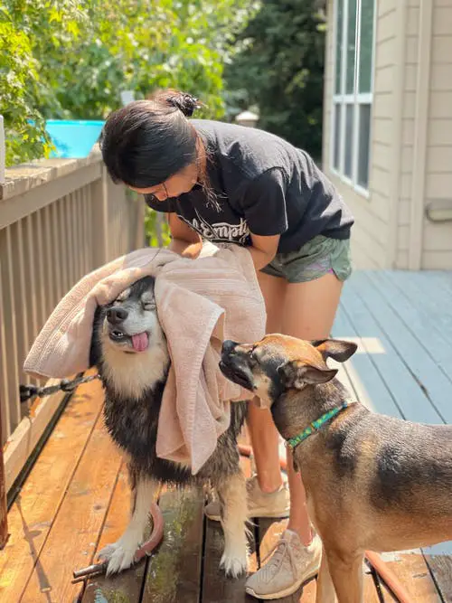 How to Keep Your House from Smelling like Dog Malamute getting dried off with a towel