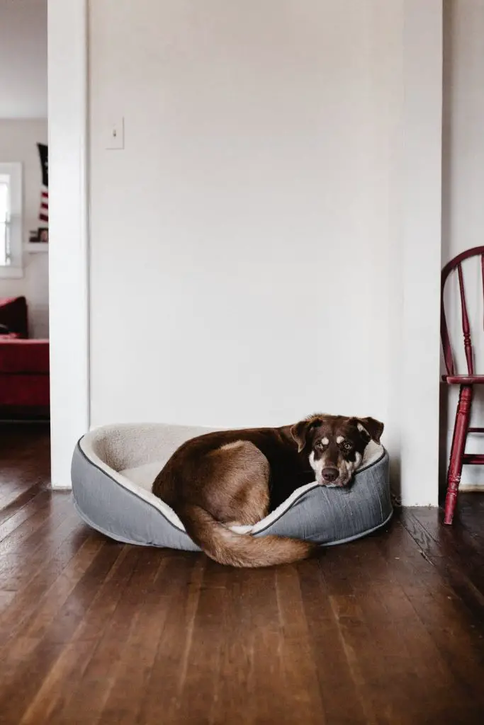 How to Keep Your House from Smelling like Dog Husky mix laying in dog bed