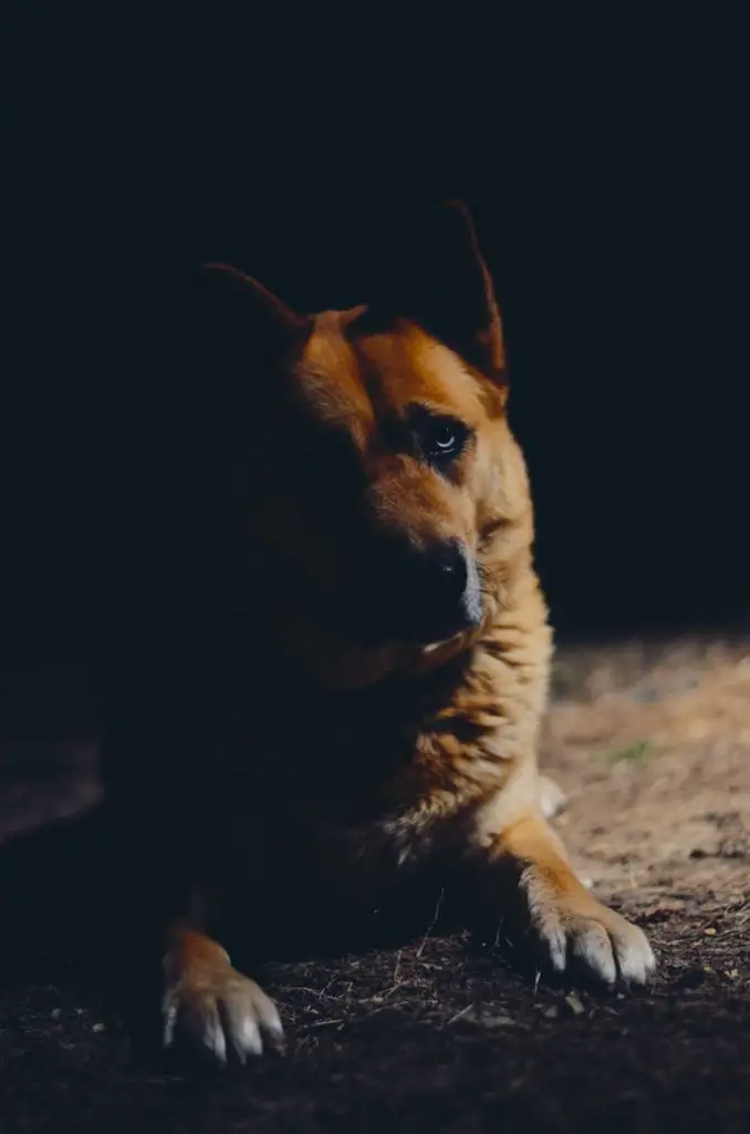 How to Stop a Dog from Pooping in the House at Night German Shepard looking guilty in the dark