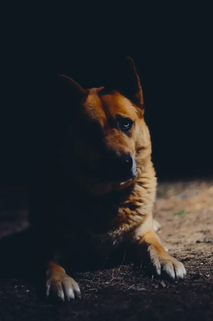 How to Stop a Dog from Pooping in the House at Night