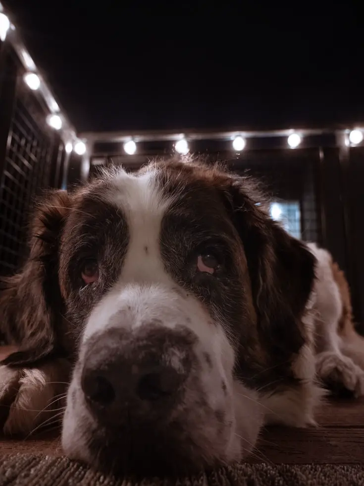 How to Stop a Dog from Pooping in the House at Night St. Bernard looking guilty in the dark