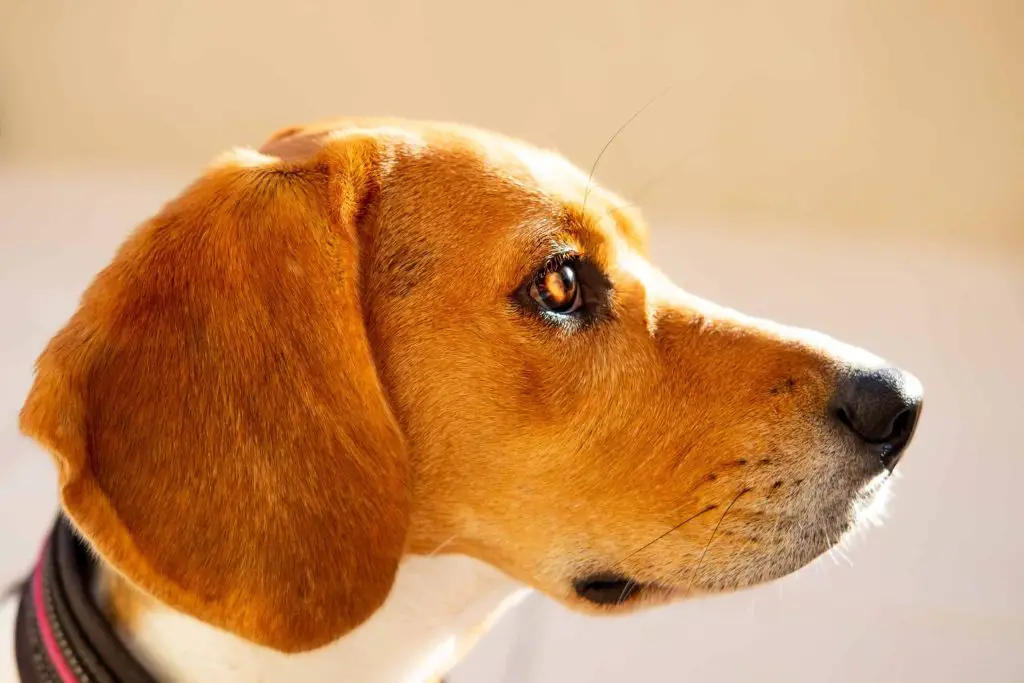 cute hound side profile
