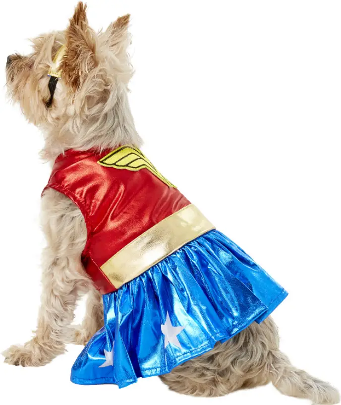 Best Halloween Costumes for Dog with Cairns terrier wearing shiny wonder woman costume with blue skirt, red shirt and gold belt