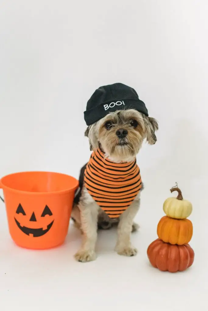 Best Halloween Costumes for Dogs Little dog in simple black and white striped onesie with black stocking cap with BOO! on it