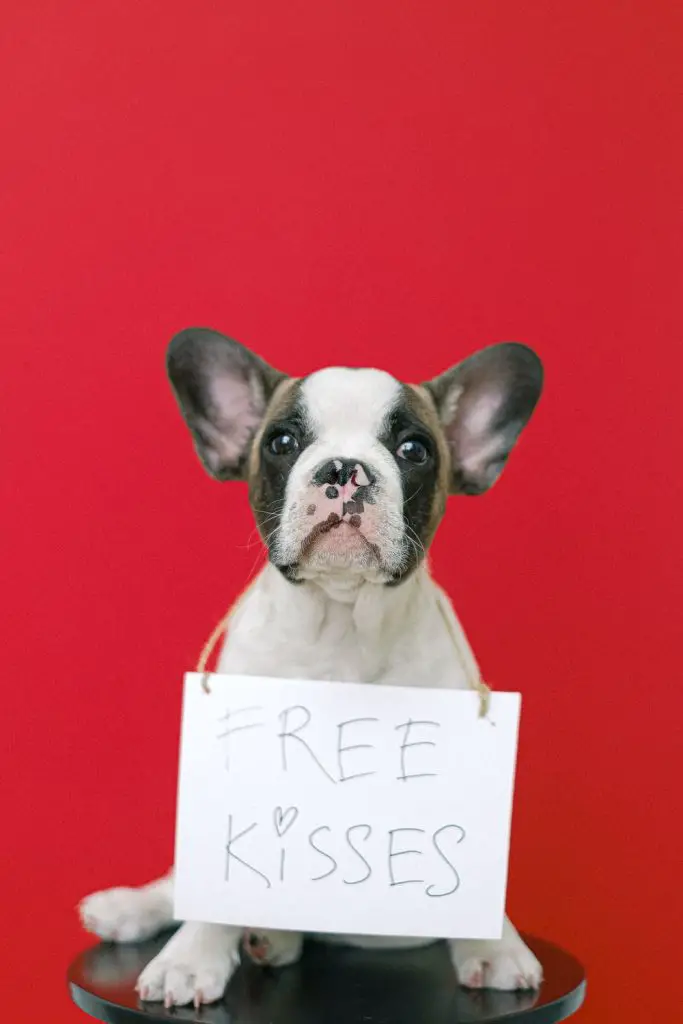 French bulldog with sign around neck that says, "Free Kisses."