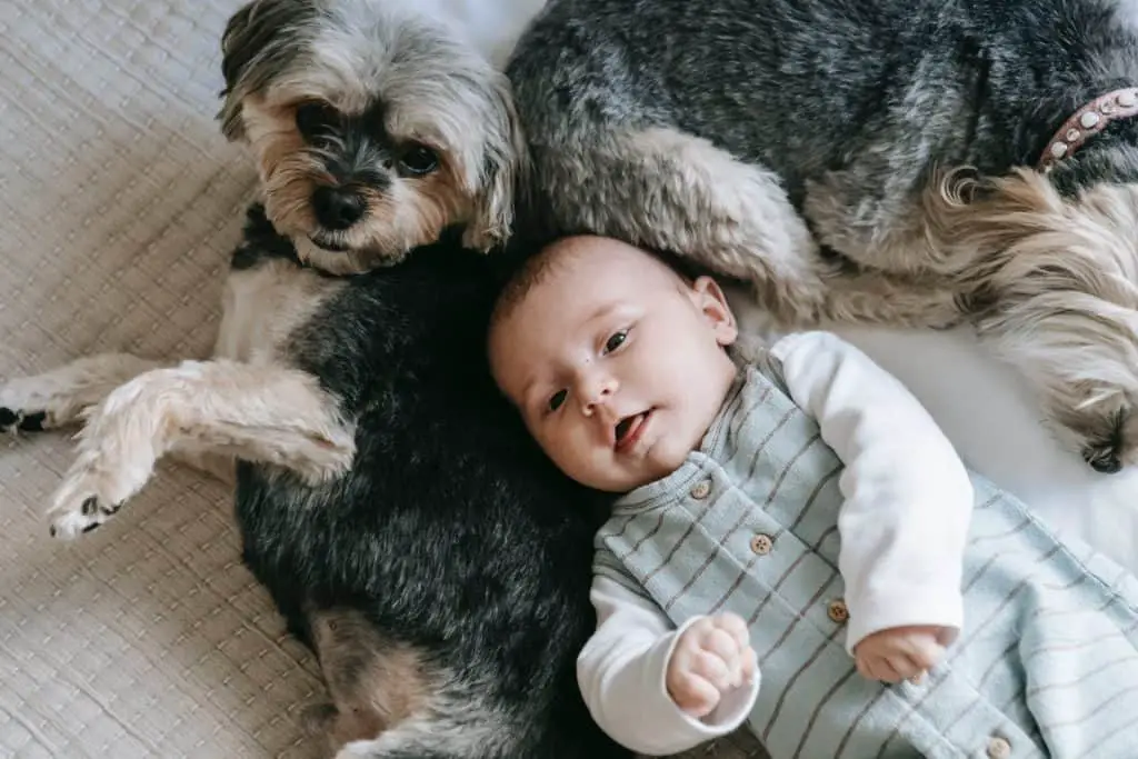 Baby on it's back laying between two dogs