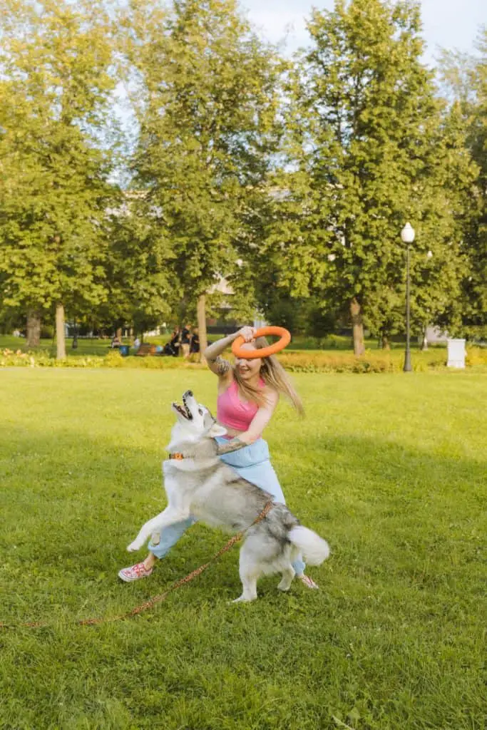 Woman playing frisbee with Husky