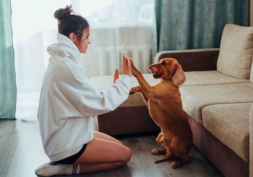 Benefits of owning a dog girl on knees playing patty cake with dog