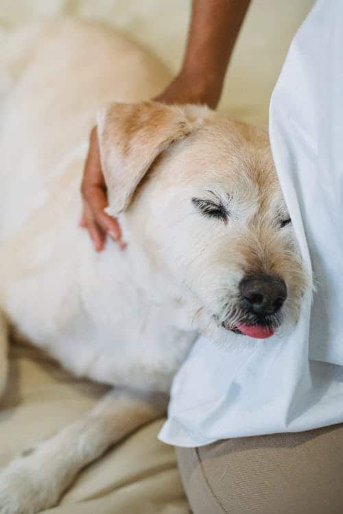 Benefits of owning a dog Woman petting dog while it is asleep and it's tongue is sticking out