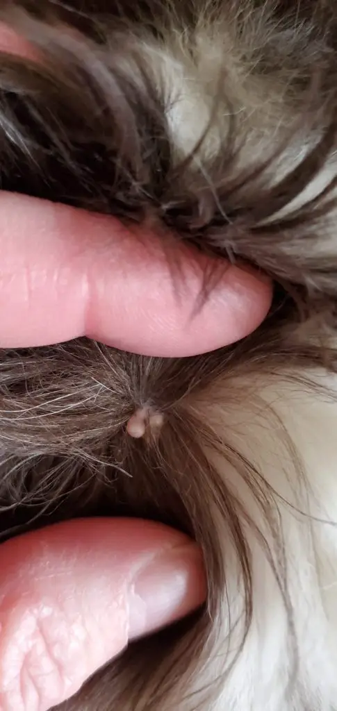 How to Get Rid of Dog Warts at Home