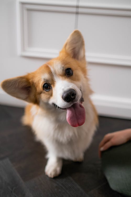 Corgi puppy cocking head with cute smile