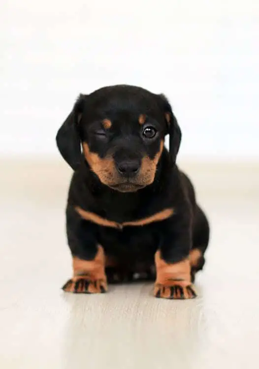 Tips for first time dog owners Dachshund puppy winking at camera