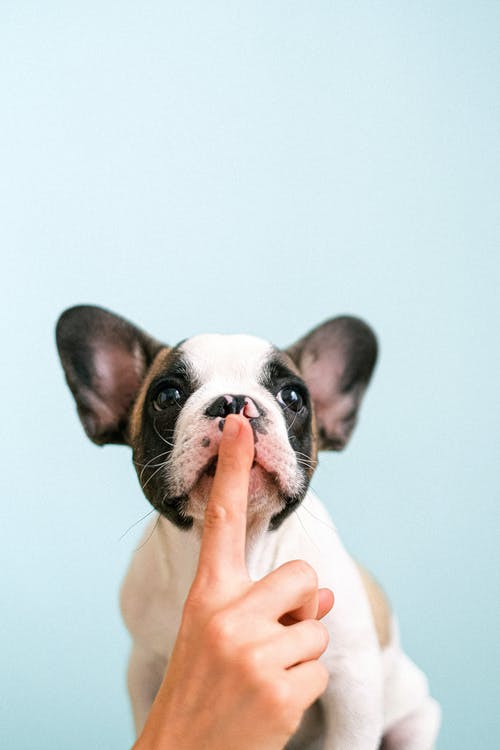 French bulldog puppy with human finger in front of lips shushing them