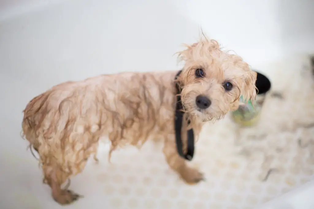 Cairns terrier puppy getting a bath