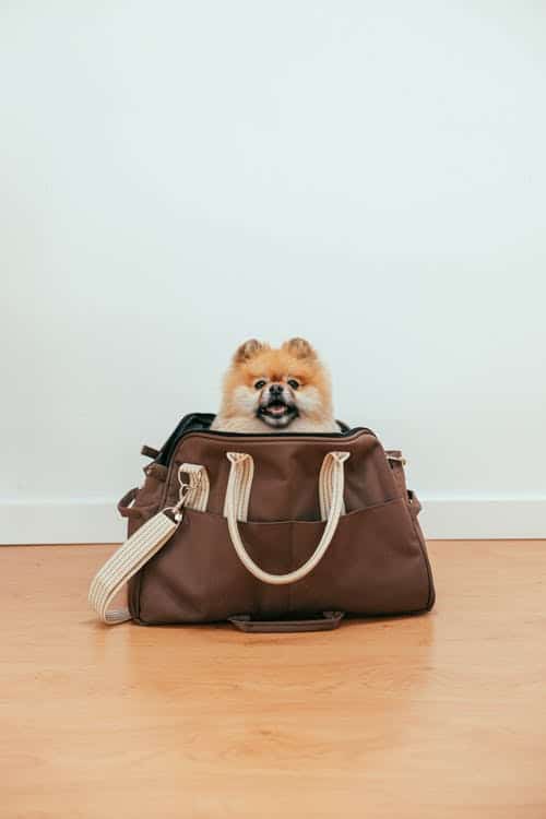 Tips for first time dog owners Pomeranian puppy peeking out of carrier bag