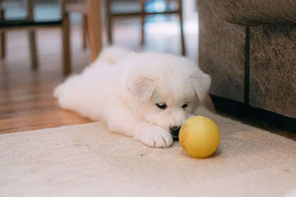 Tips for first time dog owners Samoyed puppy playing with a ball while playing with a ball