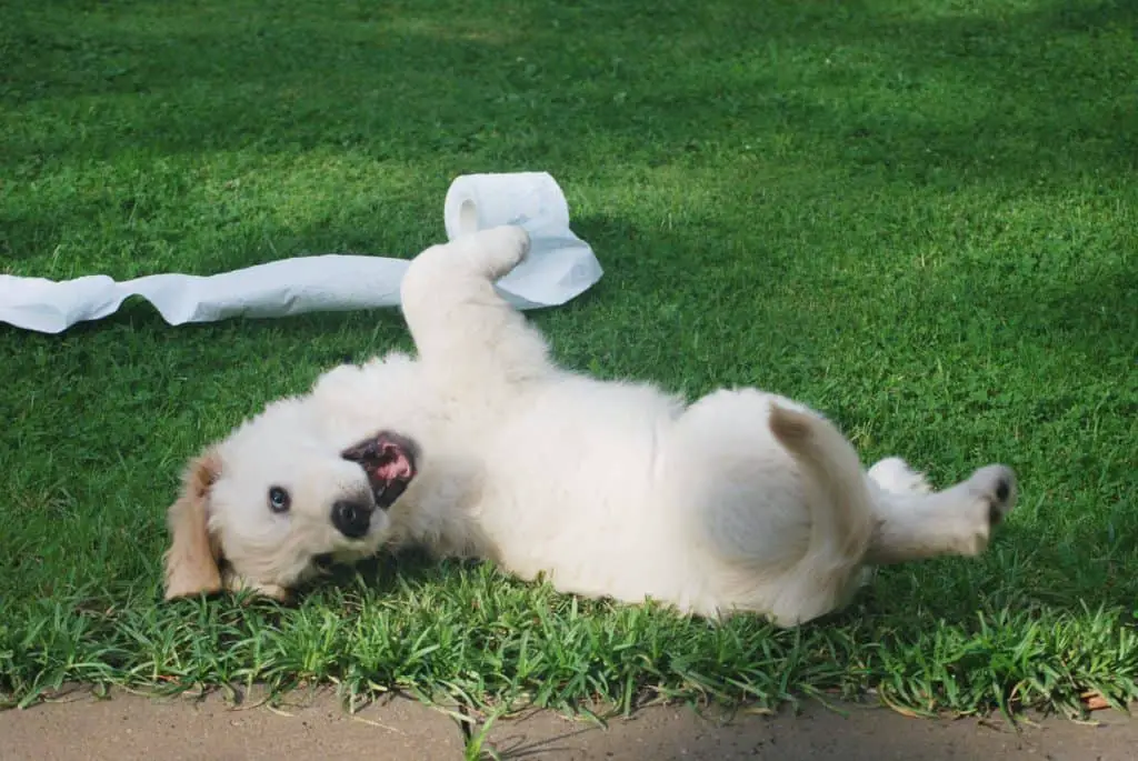 puppy on grass with roll of toilet paper potty training