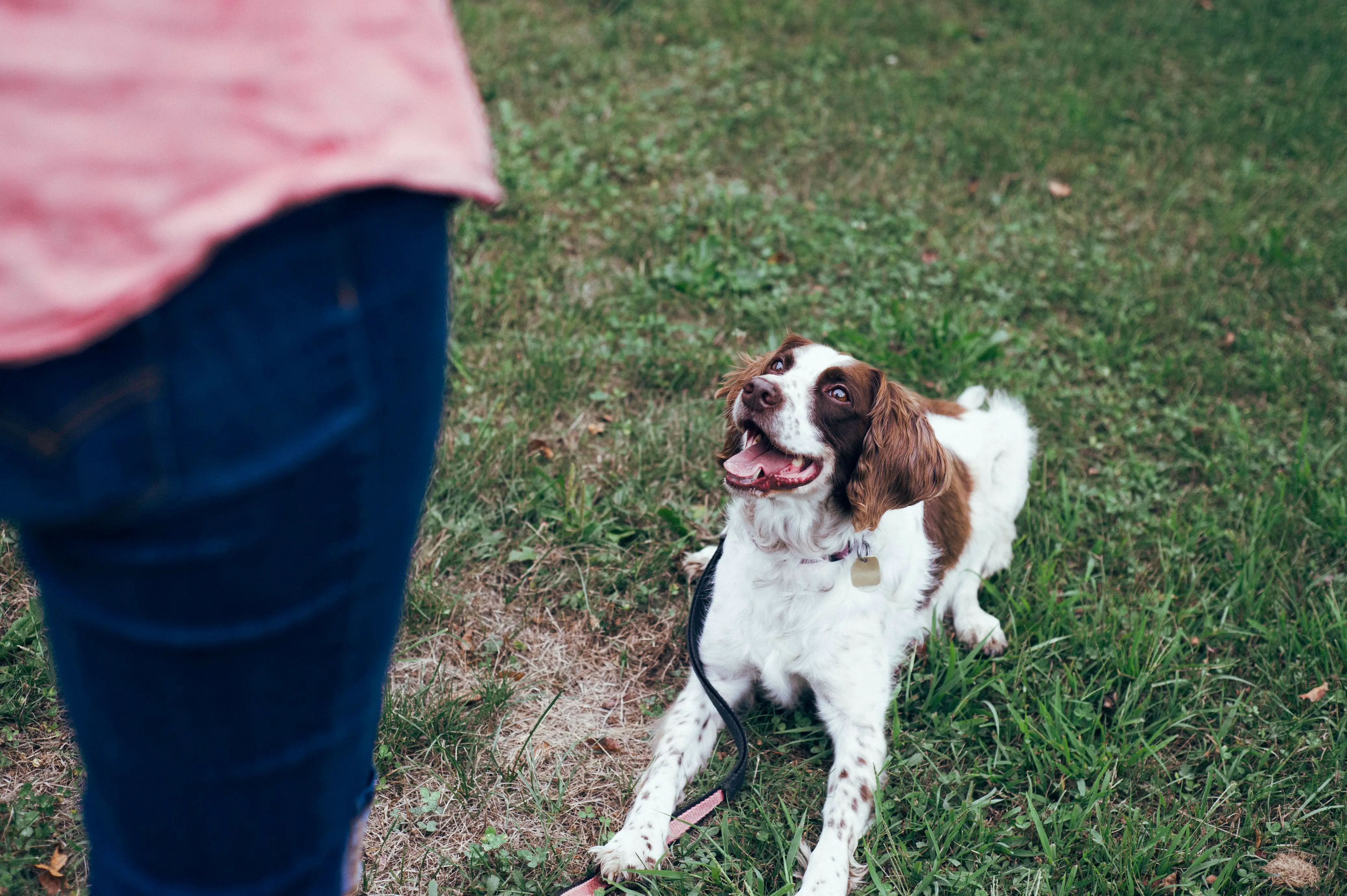 How to Train Your Dog with Positive Reinforcement