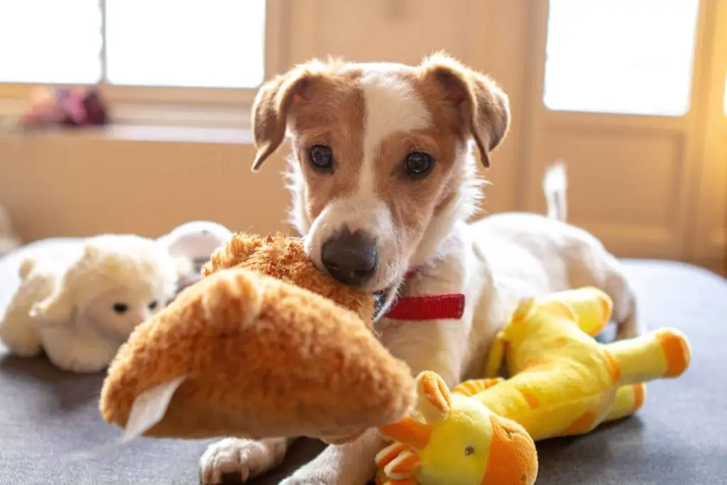 dog playing with stuffed animals