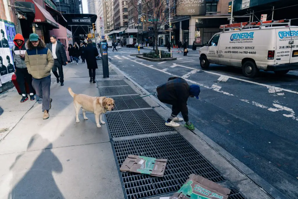 dog on city sidewalk being potty trained with owner scooping poop