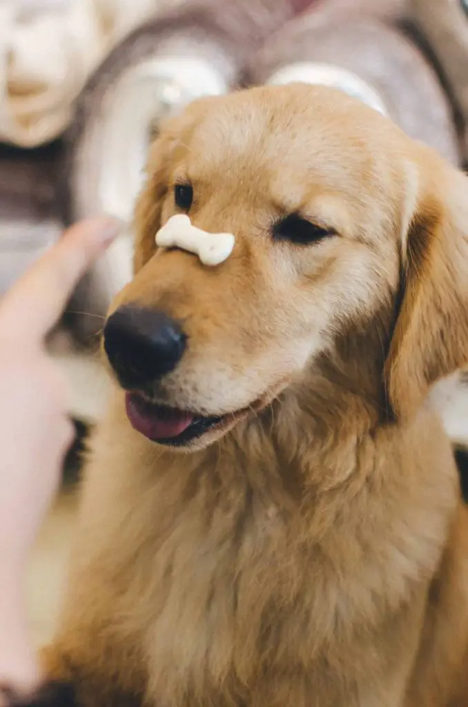 golden retriever waiting for treat on its snout.