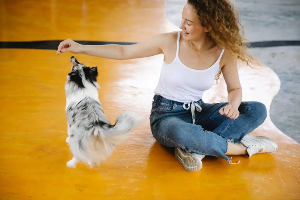 woman clicker training puppy