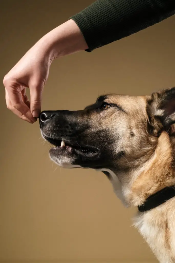 How to Obedience Train Your Dog