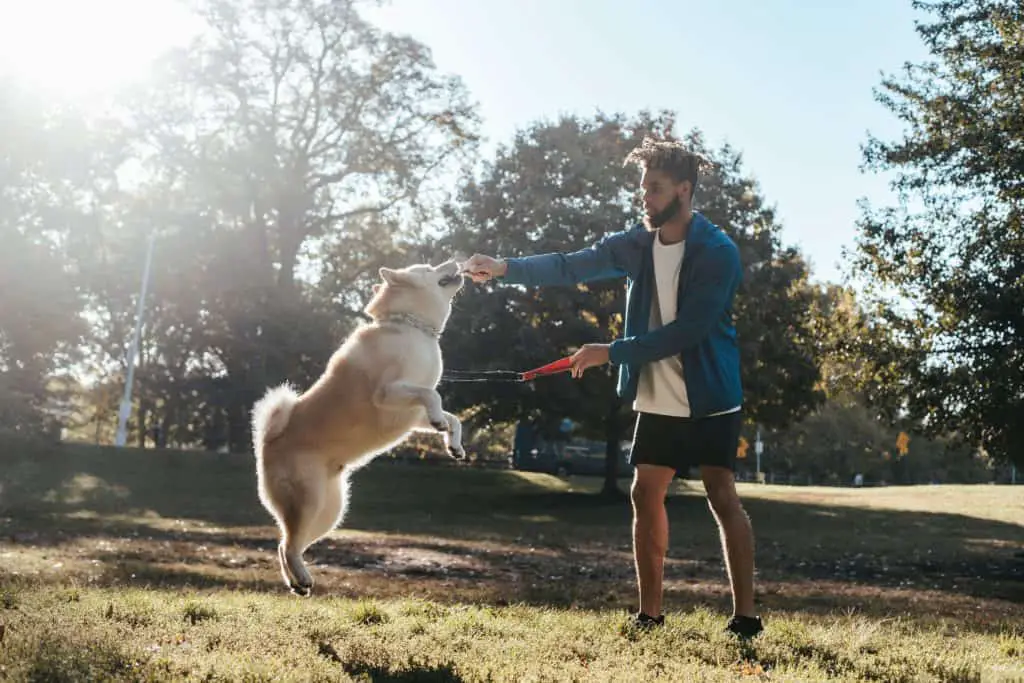 how do you train a deaf dog with hand signals