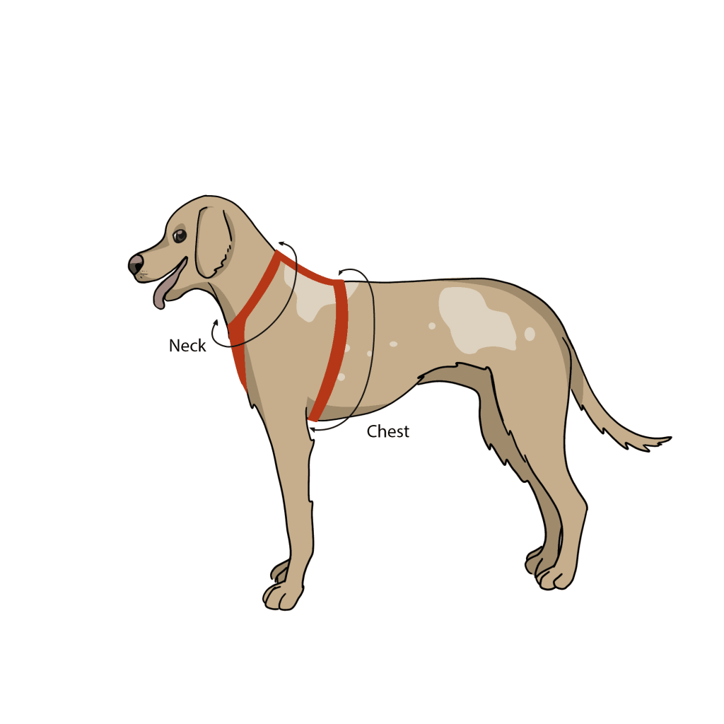 How To Measure A Dog For A Harness showing wear to measure the dog's neck and chest