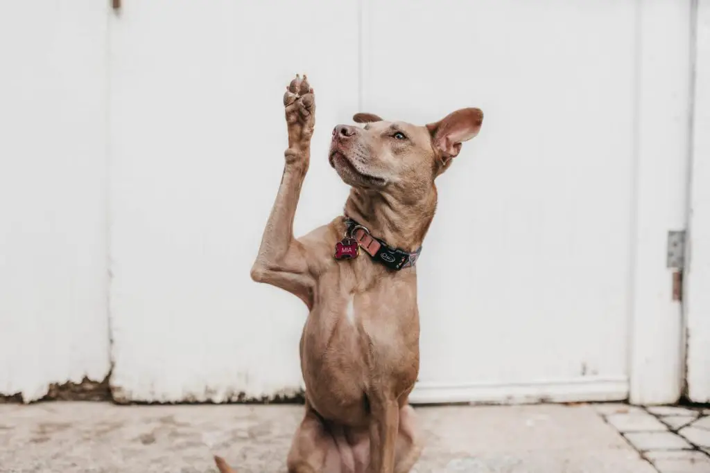 dog doing a trick