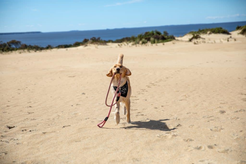 dog on the beach holding leash in its mouth